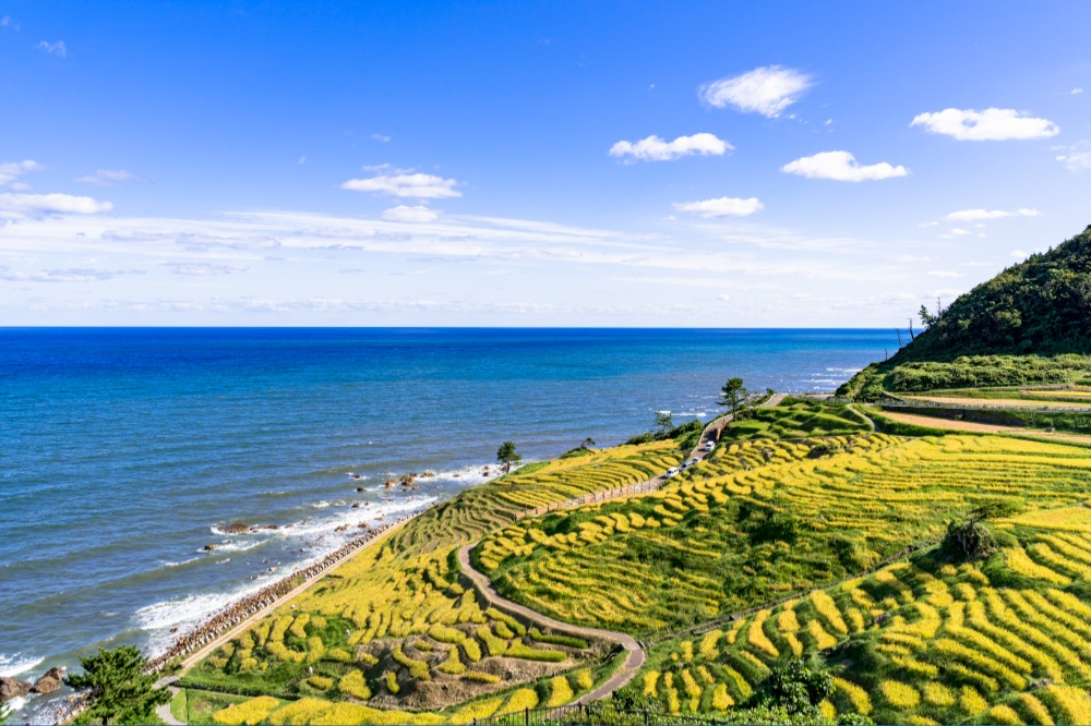 白米千枚田
